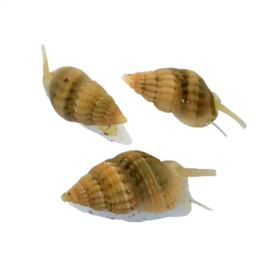 ASSORT. OF MINI SALTED SNAILS, 3 TYPES X225PC
