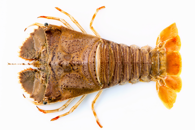 SLIPPER LOBSTER WHOLE RAW FRZ 200/400 /KG