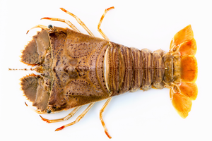 SLIPPER LOBSTER WHOLE RAW FRZ 200/400 /KG