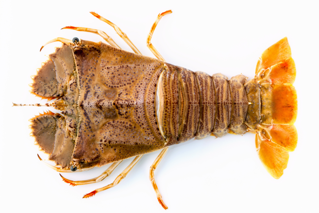 SLIPPER LOBSTER WHOLE RAW FRZ 200/400 /KG