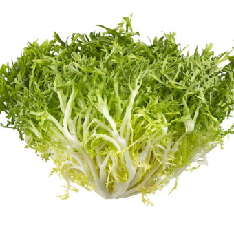 SALAD FRISEE  /KG