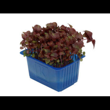 SHISO MIXTE PUNNET 100G