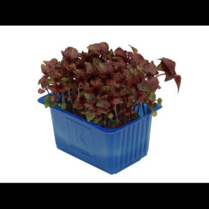 SHISO MIXTE PUNNET 100G
